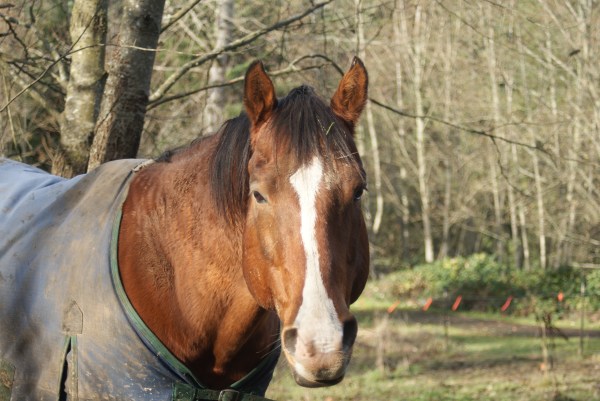 A walk to stretch my legs and a friendly face to urge me on.