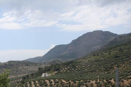 Olive groves in the mountainous region of Andalucía, southern Spain.